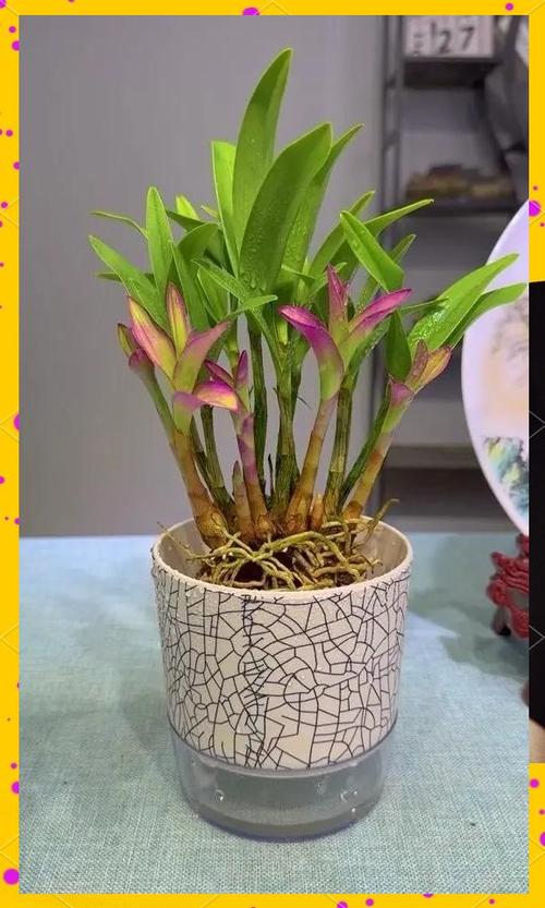 石斛兰适合在室内种植吗？石斛兰放室外还是室内？-第2张图片-优品飞百科