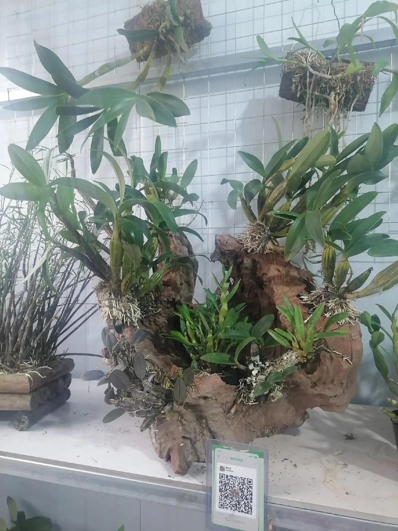 石斛兰适合在室内种植吗？石斛兰放室外还是室内？-第3张图片-优品飞百科