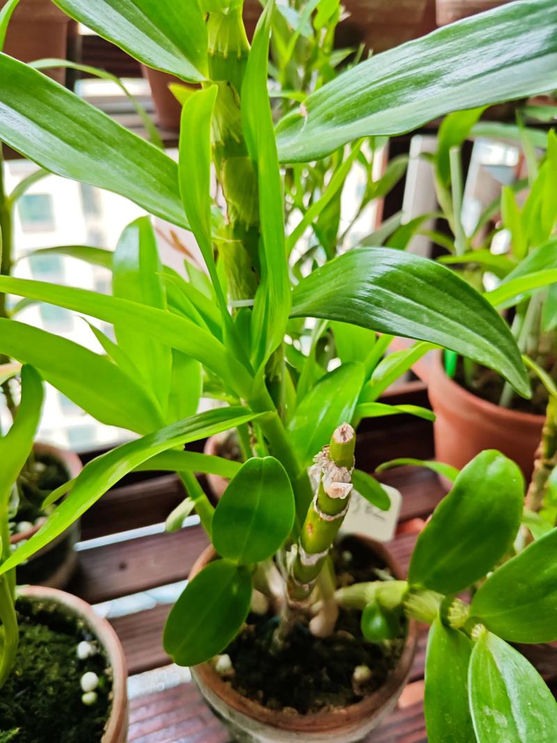 石斛兰适合在室内种植吗？石斛兰放室外还是室内？-第4张图片-优品飞百科