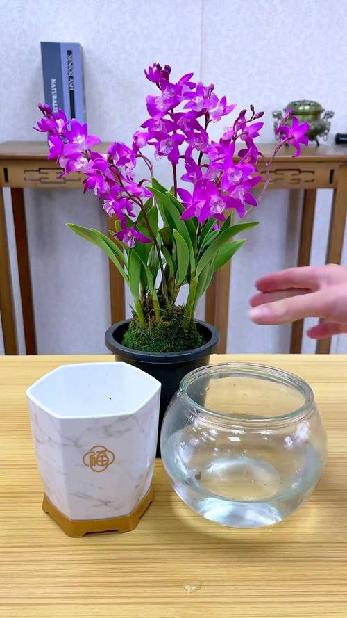 石斛兰适合在室内种植吗？石斛兰放室外还是室内？-第5张图片-优品飞百科