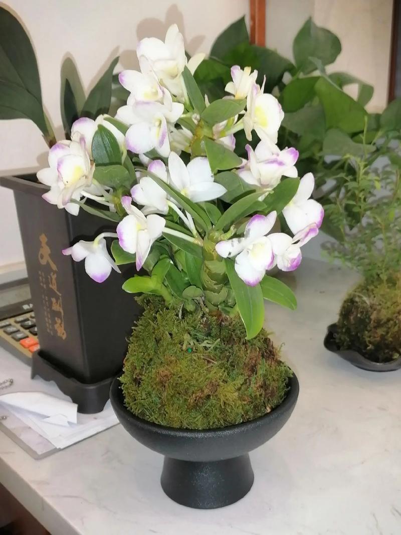 石斛兰适合在室内种植吗？石斛兰放室外还是室内？-第6张图片-优品飞百科