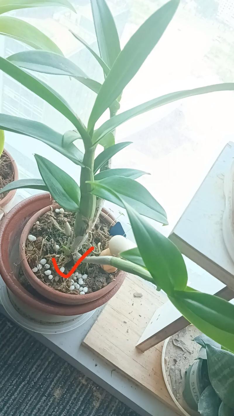 石斛兰适合在室内种植吗？石斛兰放室外还是室内？-第8张图片-优品飞百科
