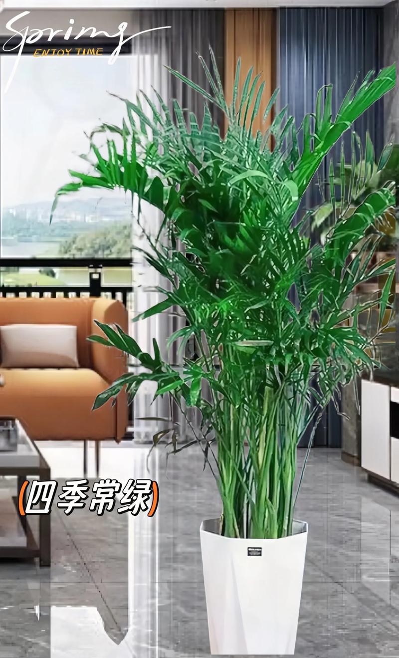富贵椰子的风水及摆放，富贵椰子放在哪个方位最合适？