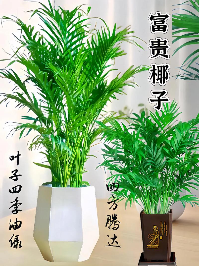 富贵椰子的风水及摆放，富贵椰子放在哪个方位最合适？-第2张图片-优品飞百科