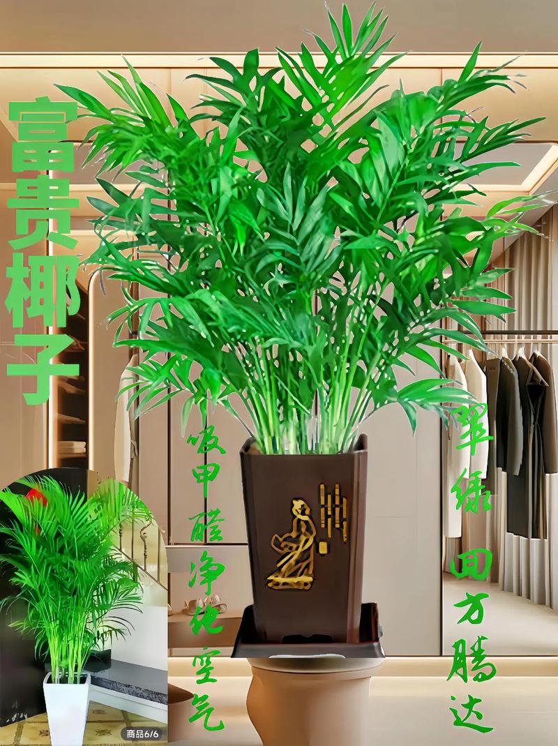 富贵椰子的风水及摆放，富贵椰子放在哪个方位最合适？-第4张图片-优品飞百科