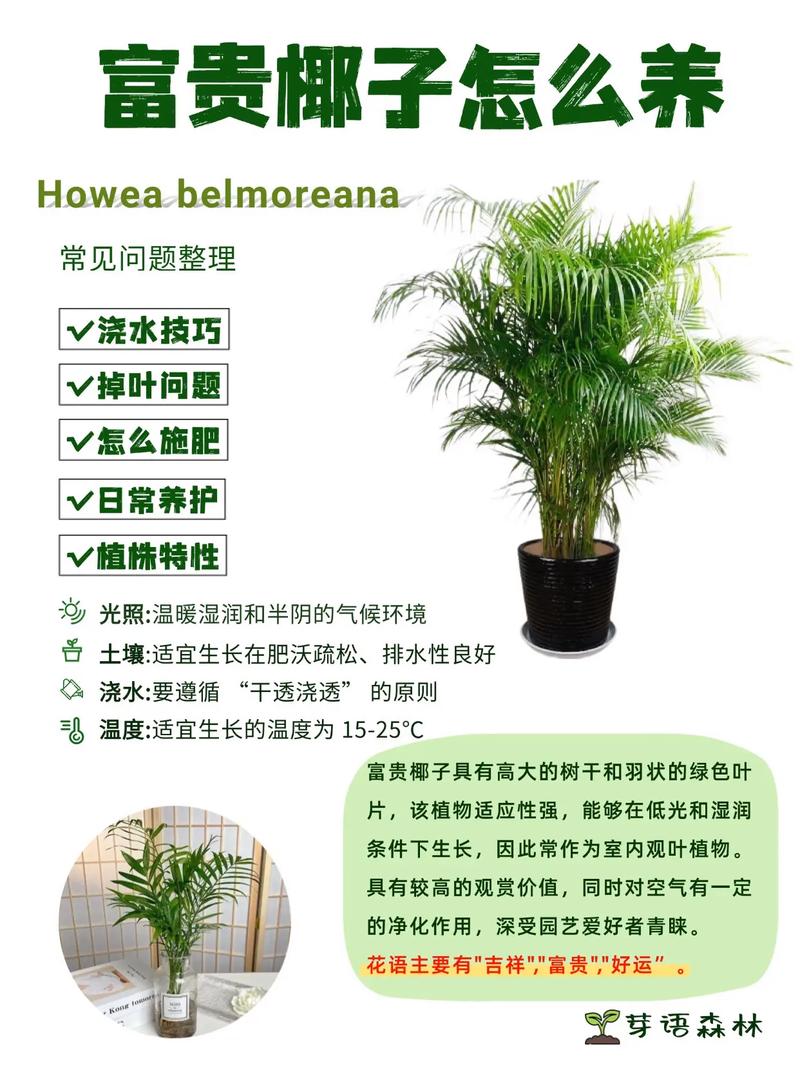 富贵椰子的风水及摆放，富贵椰子放在哪个方位最合适？-第5张图片-优品飞百科