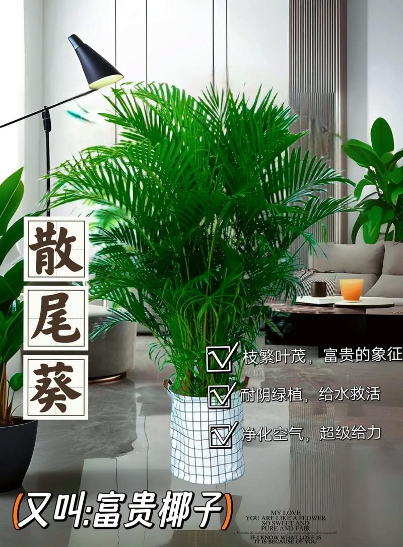 富贵椰子的风水及摆放，富贵椰子放在哪个方位最合适？-第6张图片-优品飞百科