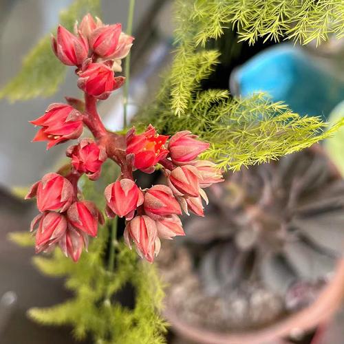 黑王子开花吗，黑王子开花图片欣赏