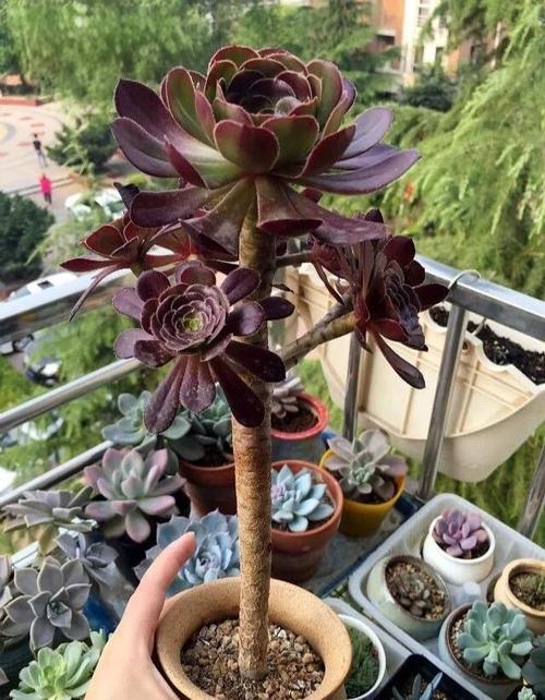 黑王子开花吗，黑王子开花图片欣赏-第4张图片-优品飞百科