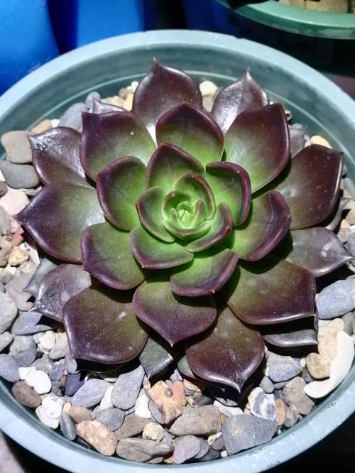 黑王子开花吗，黑王子开花图片欣赏-第5张图片-优品飞百科