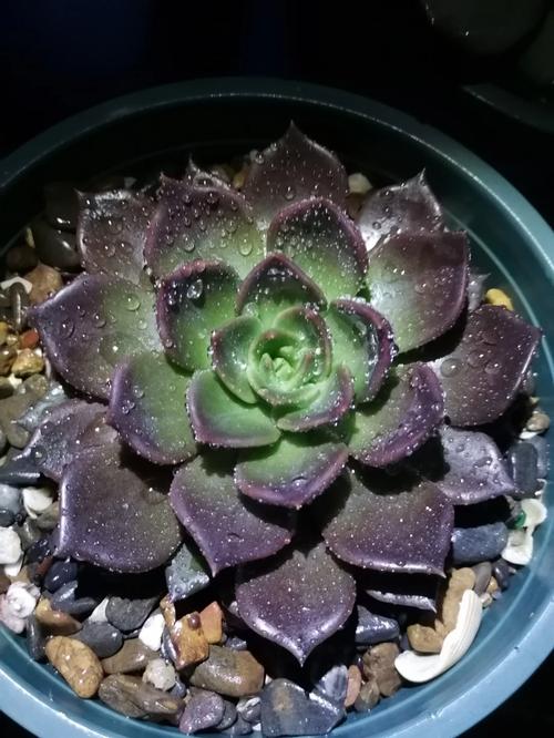 黑王子开花吗，黑王子开花图片欣赏-第6张图片-优品飞百科