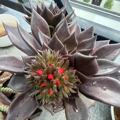 黑王子开花吗，黑王子开花图片欣赏-第8张图片-优品飞百科