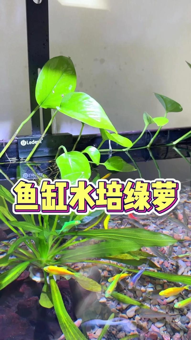冬季绿萝怎么水插，绿萝冬天插枝能活吗?
