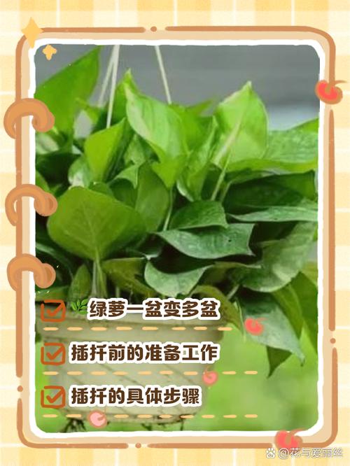冬季绿萝怎么水插，绿萝冬天插枝能活吗?-第2张图片-优品飞百科