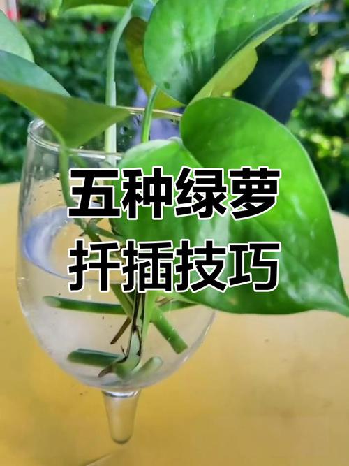 冬季绿萝怎么水插，绿萝冬天插枝能活吗?-第4张图片-优品飞百科