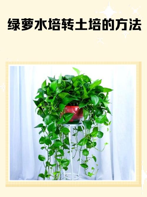 冬季绿萝怎么水插，绿萝冬天插枝能活吗?-第5张图片-优品飞百科