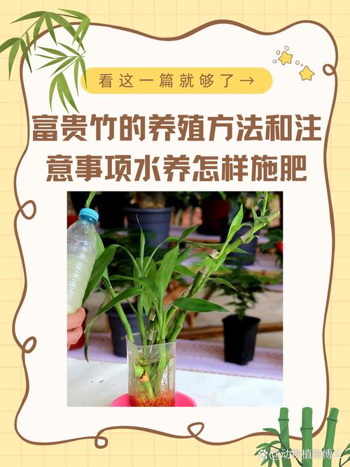 富贵竹的养殖方法？富贵竹的养殖方法水培施肥？