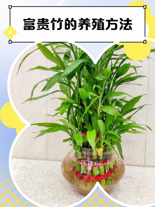 富贵竹的养殖方法？富贵竹的养殖方法水培施肥？-第4张图片-优品飞百科
