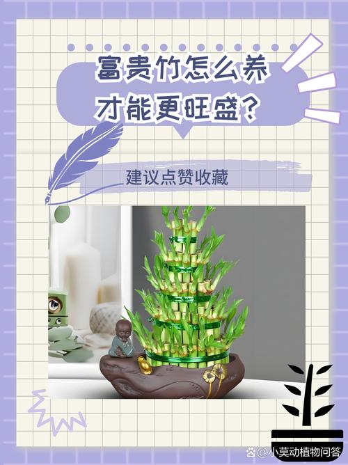 富贵竹的养殖方法？富贵竹的养殖方法水培施肥？-第5张图片-优品飞百科