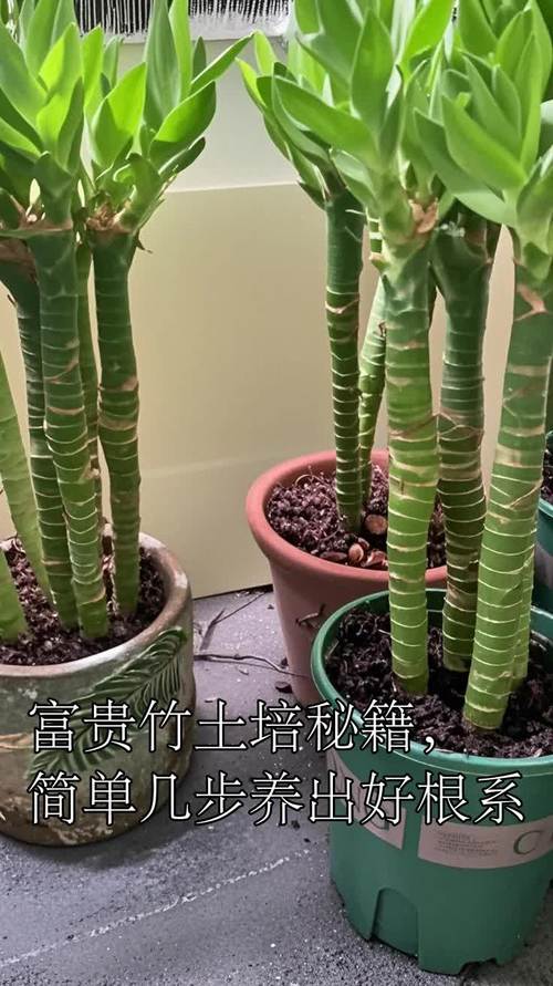 富贵竹的养殖方法？富贵竹的养殖方法水培施肥？-第6张图片-优品飞百科