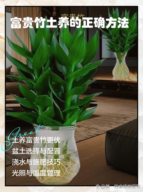 富贵竹的养殖方法？富贵竹的养殖方法水培施肥？-第7张图片-优品飞百科