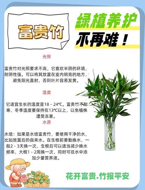 富贵竹的养殖方法？富贵竹的养殖方法水培施肥？-第8张图片-优品飞百科