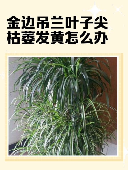 关于金边吊兰叶尖儿总发黄？土里掺点“白珍珠”，嫩绿侧芽收...的信息-第3张图片-优品飞百科