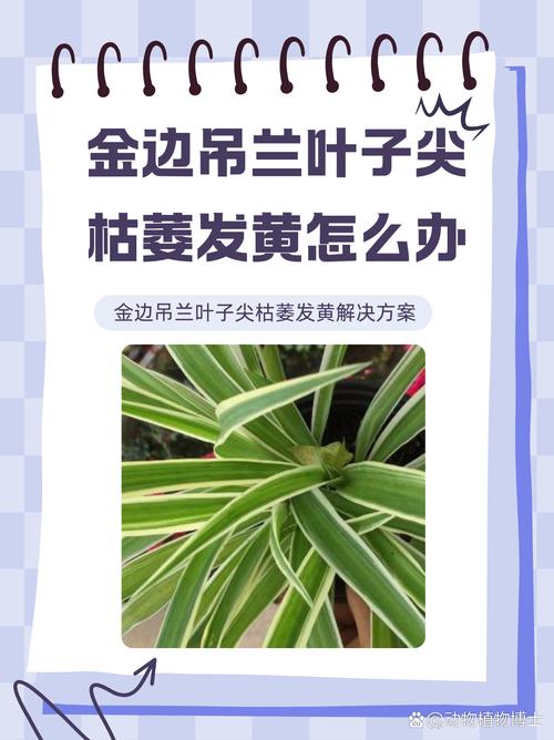 关于金边吊兰叶尖儿总发黄？土里掺点“白珍珠”，嫩绿侧芽收...的信息-第4张图片-优品飞百科