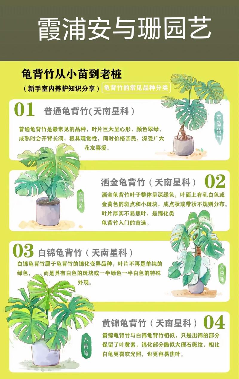 龟背叶多久浇水？龟背叶修剪？