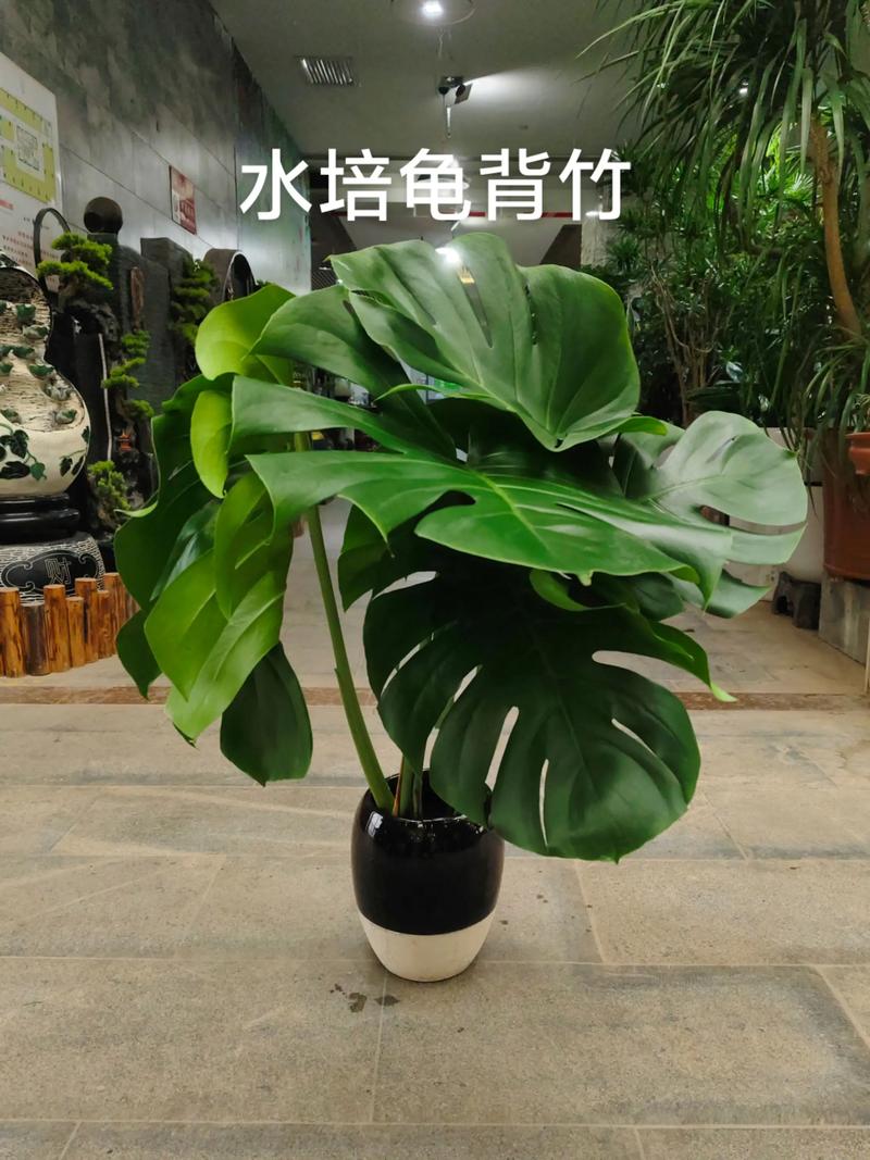 龟背叶多久浇水？龟背叶修剪？-第4张图片-优品飞百科