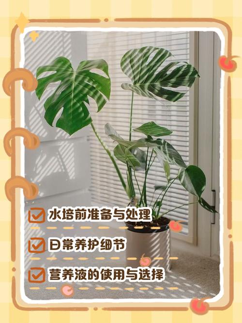 龟背叶多久浇水？龟背叶修剪？-第5张图片-优品飞百科
