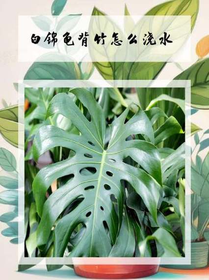龟背叶多久浇水？龟背叶修剪？-第6张图片-优品飞百科