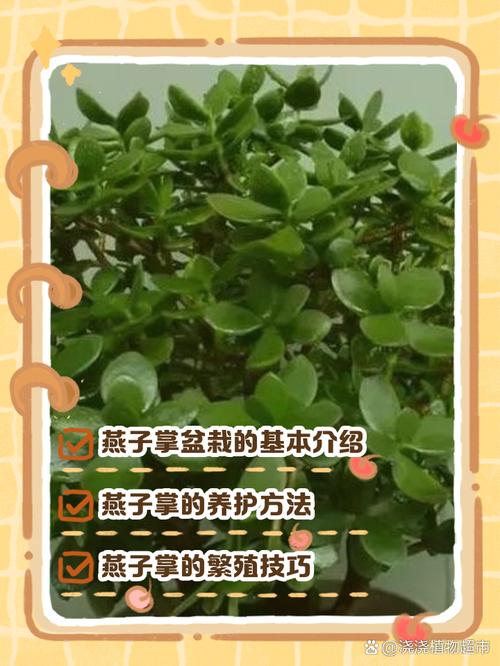 燕子掌适合放在哪里，燕子掌风水摆放位置？