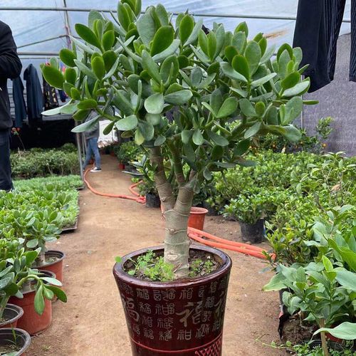 燕子掌适合放在哪里，燕子掌风水摆放位置？-第2张图片-优品飞百科