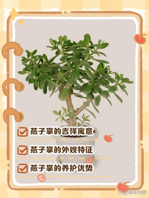 燕子掌适合放在哪里，燕子掌风水摆放位置？-第6张图片-优品飞百科