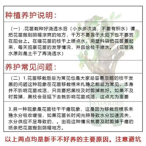 大花葱种子怎么种？大花葱幼苗长什么样？-第3张图片-优品飞百科