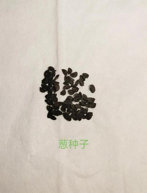 大花葱种子怎么种？大花葱幼苗长什么样？-第4张图片-优品飞百科