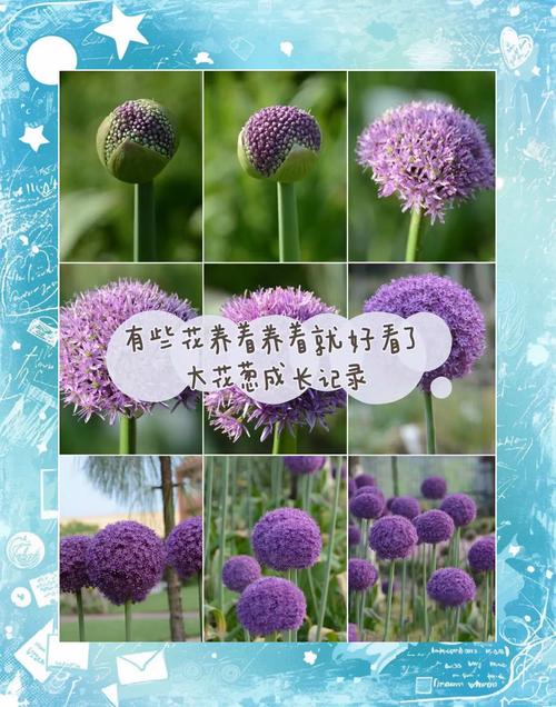 大花葱种子怎么种？大花葱幼苗长什么样？-第5张图片-优品飞百科