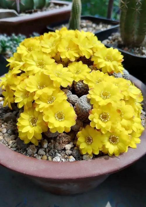 这3种花，春天不这么养，立马黄叶烂根死翘翘！，什么花不烂根？-第2张图片-优品飞百科