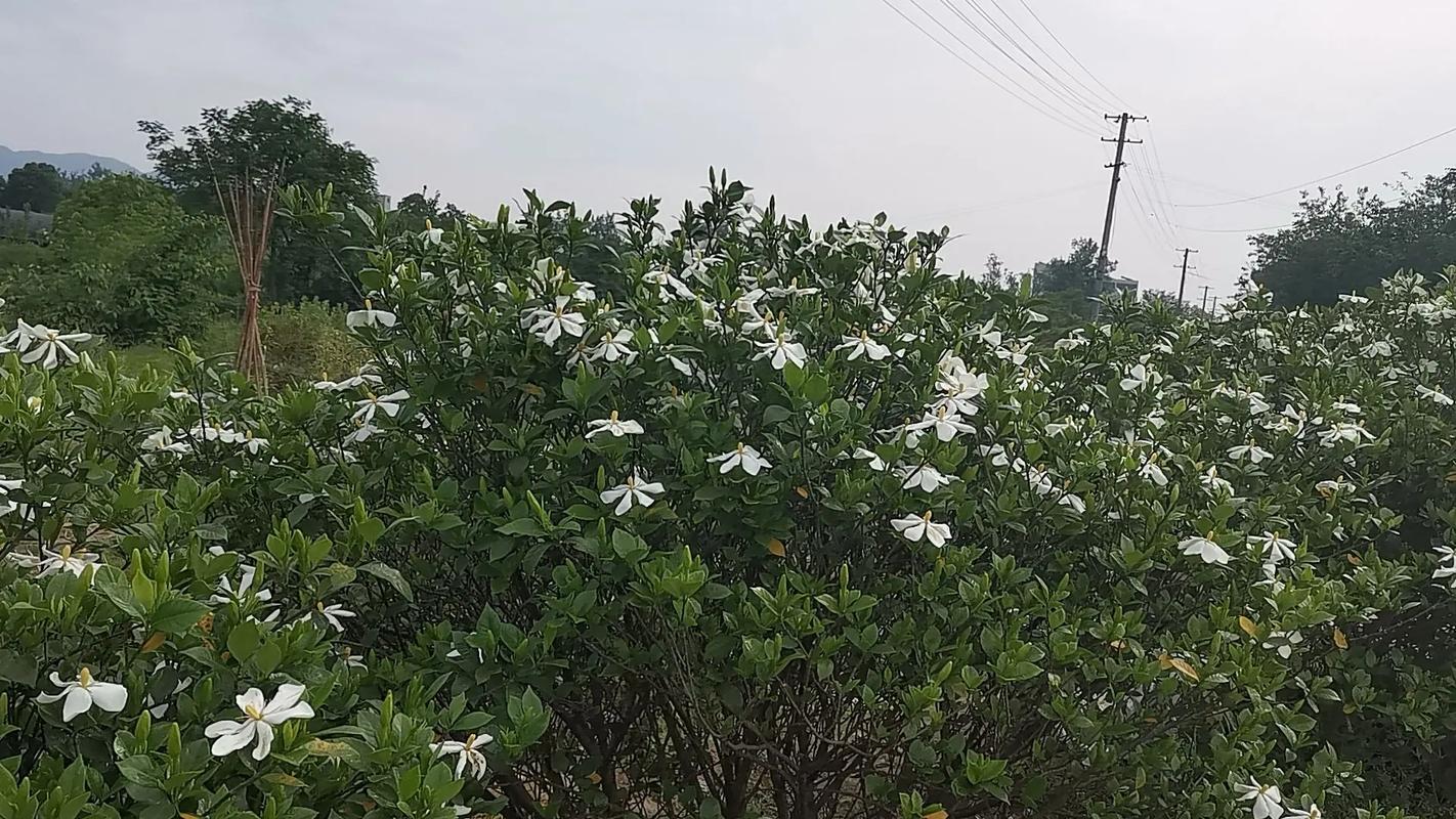 这3种花，春天不这么养，立马黄叶烂根死翘翘！，什么花不烂根？-第3张图片-优品飞百科