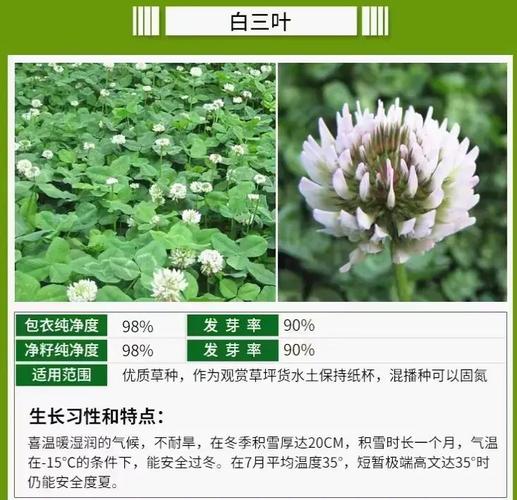 三叶草有毒吗,三叶草有毒吗人能吃吗-第2张图片-优品飞百科 三叶草有毒吗,三叶草有毒吗人能吃吗-第2张图片-优品飞百科