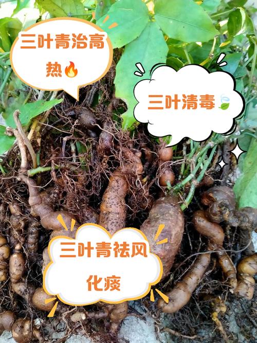三叶草有毒吗,三叶草有毒吗人能吃吗-第3张图片-优品飞百科 三叶草有毒吗,三叶草有毒吗人能吃吗-第3张图片-优品飞百科
