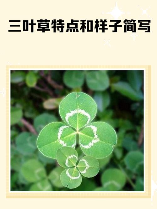 三叶草有毒吗,三叶草有毒吗人能吃吗-第4张图片-优品飞百科 三叶草有毒吗,三叶草有毒吗人能吃吗-第4张图片-优品飞百科