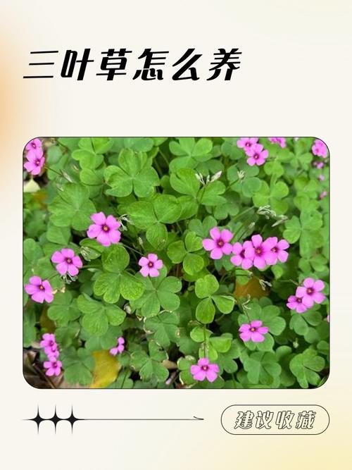三叶草有毒吗,三叶草有毒吗人能吃吗-第5张图片-优品飞百科 三叶草有毒吗,三叶草有毒吗人能吃吗-第5张图片-优品飞百科