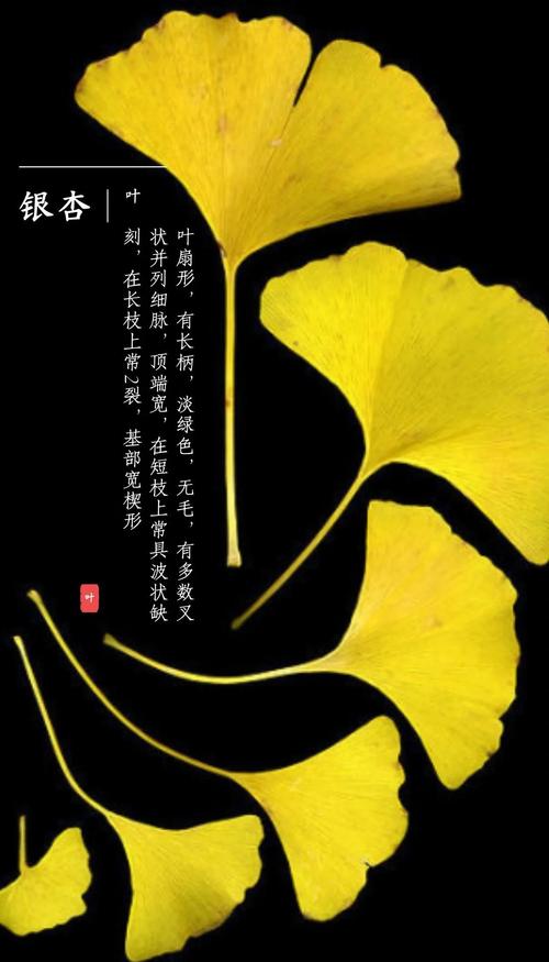 银杏代表什么象征意义，银杏 象征意义？