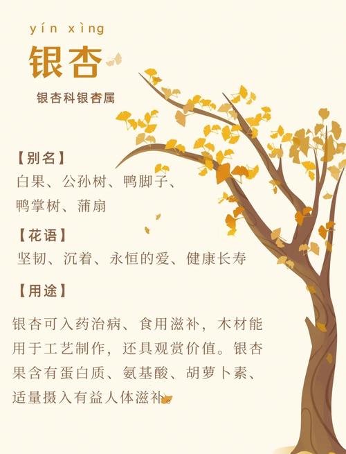 银杏代表什么象征意义，银杏 象征意义？-第7张图片-优品飞百科
