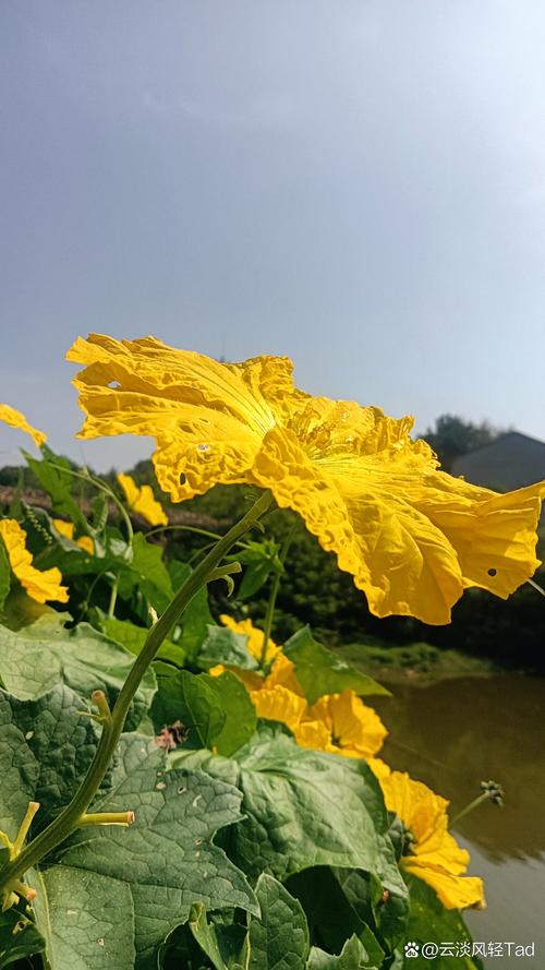丝瓜花的功效与作用，丝瓜花煮水喝的功效