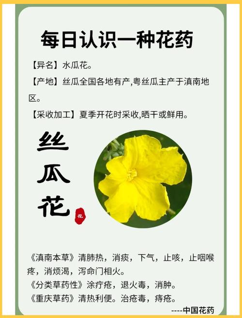丝瓜花的功效与作用，丝瓜花煮水喝的功效-第2张图片-优品飞百科