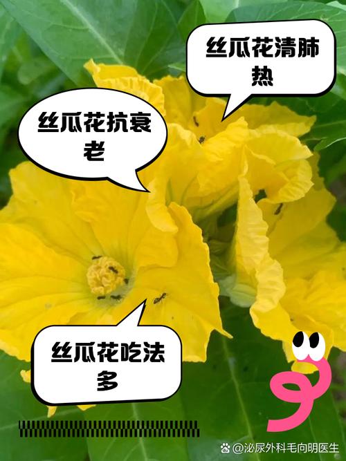 丝瓜花的功效与作用，丝瓜花煮水喝的功效-第7张图片-优品飞百科