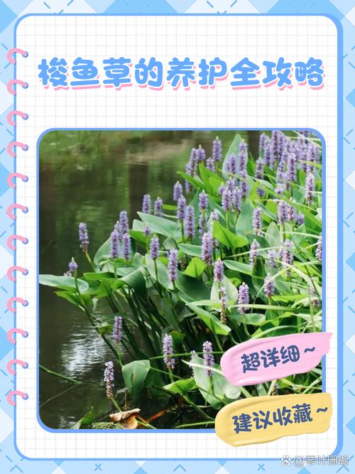 梭鱼草的养殖方法和注意事项,梭鱼草观赏特性-第2张图片-优品飞百科 梭鱼草的养殖方法和注意事项,梭鱼草观赏特性-第2张图片-优品飞百科